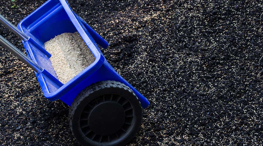 blue seeder syracuse ny