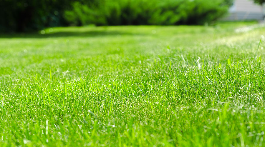 bright green grass syracuse ny