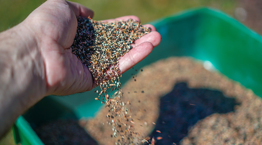 hand scooping seeds from bucket syracuse ny