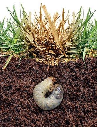 grub underground beneath grass