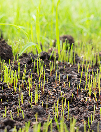 grass starting to grow