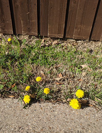 dandelions in grass along fence