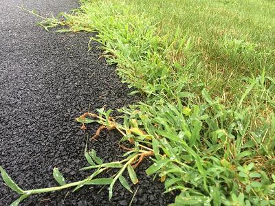 Crabgrass along edge of pavement crabgrass