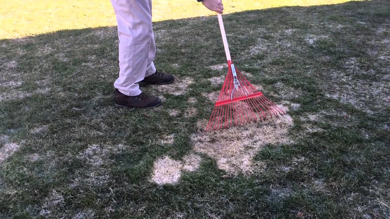 RAKING SNOWMOLD