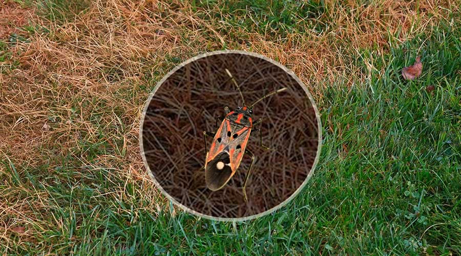 chinch-2-on-patches-of-dead-grass-syracuse-ny