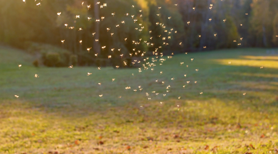mosquito swarm flying